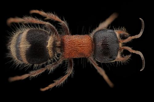 Réf. 295 575 : Myrmilla capitata